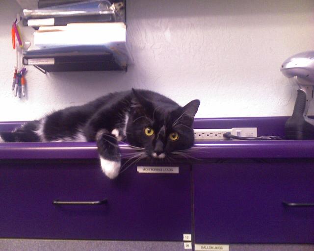 Animal Hospital At Tatum Ranch Photo Album Take Me Home Yet