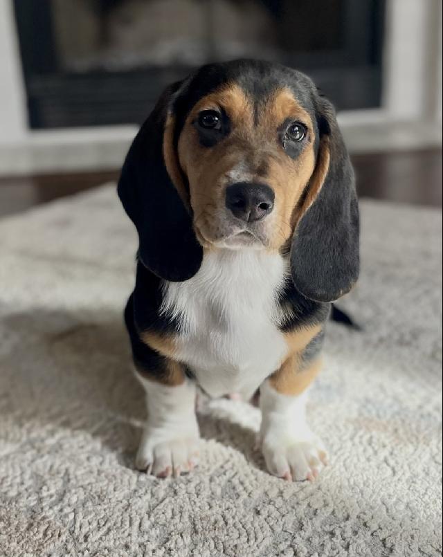 Puppy eyes