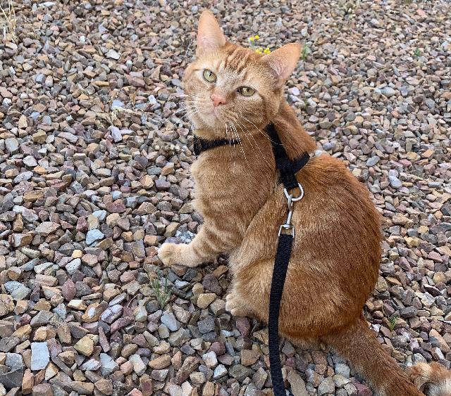 Shelley's cat, Donald
