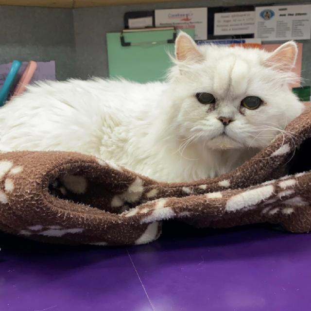 Our clinic cat, Lexi
