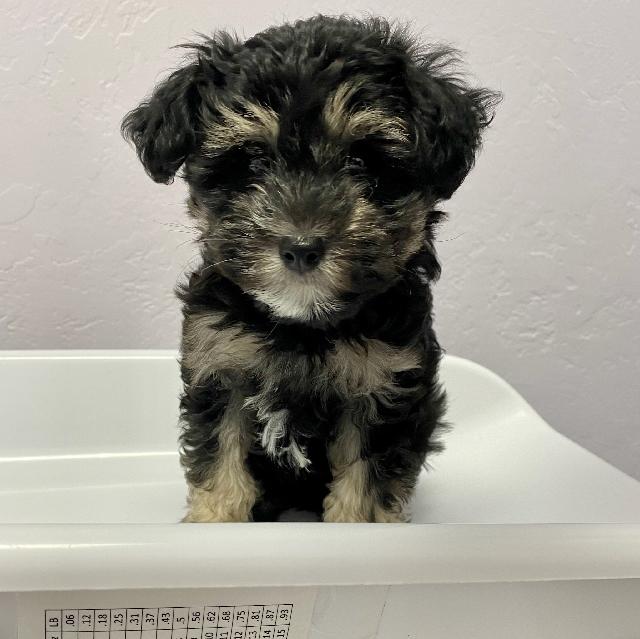 Lulu