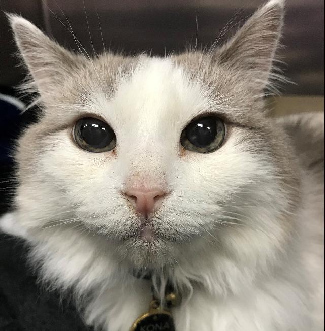 Kona