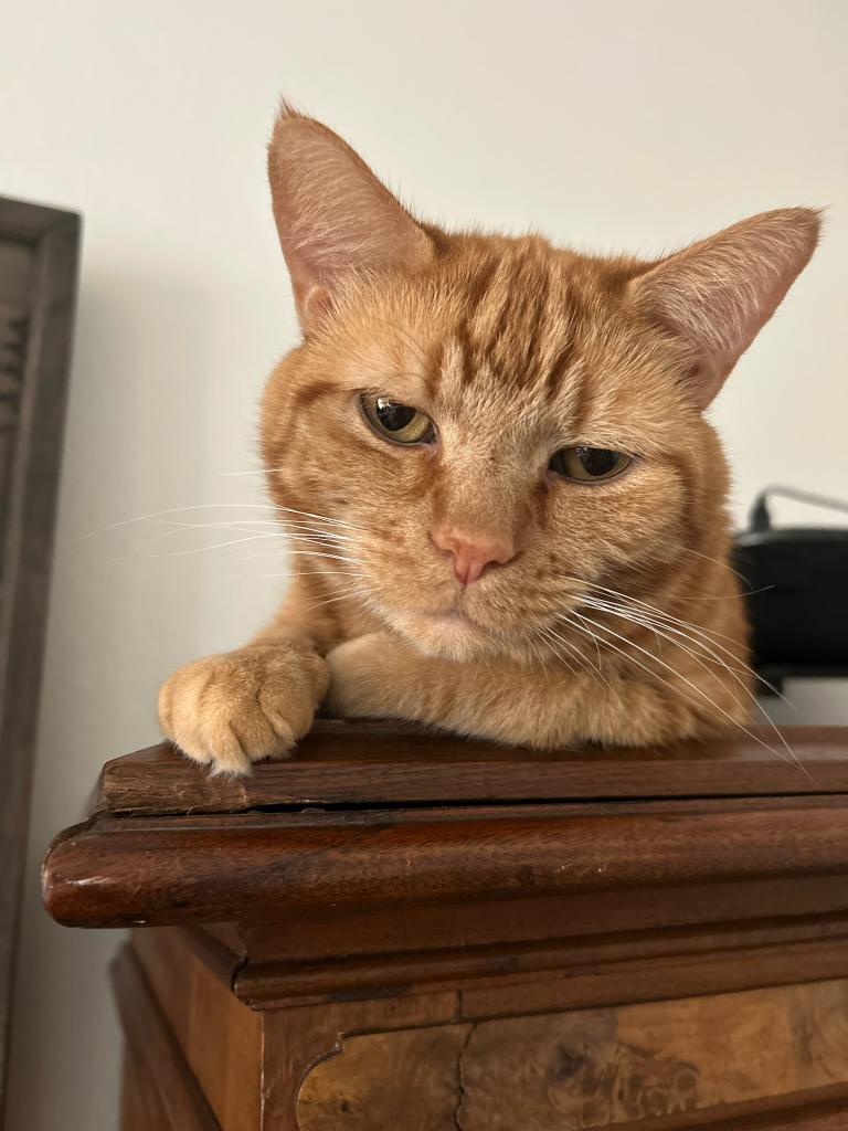 orangecat