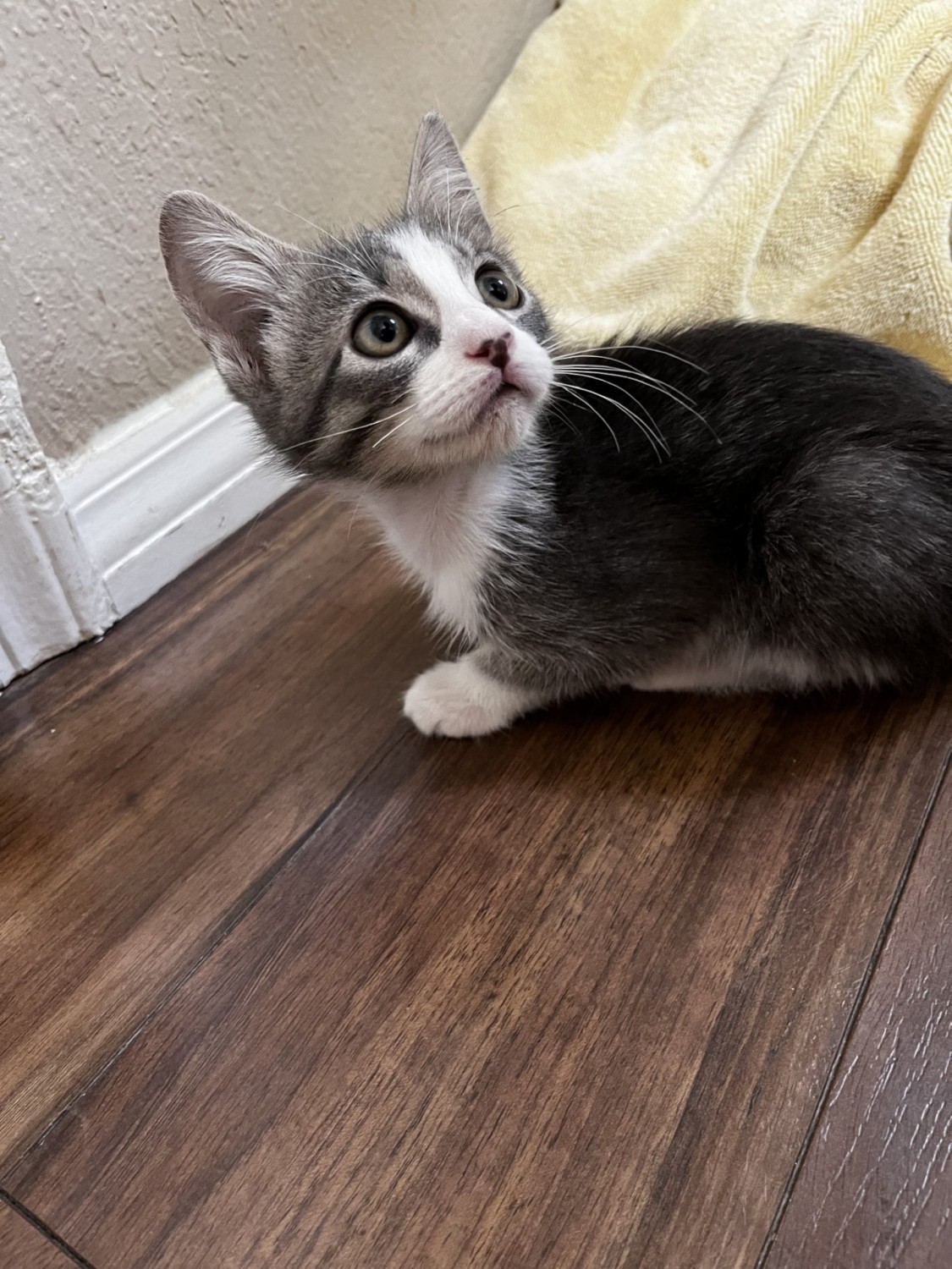 grey white kitten