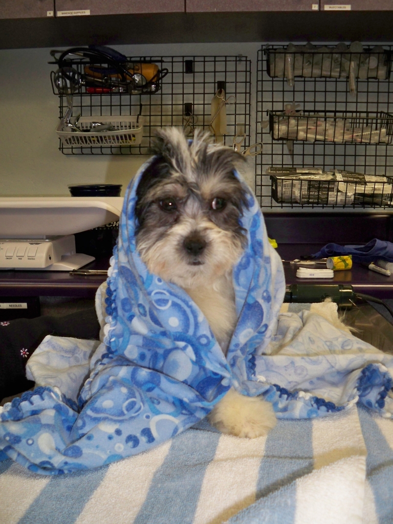 dog in a blanket
