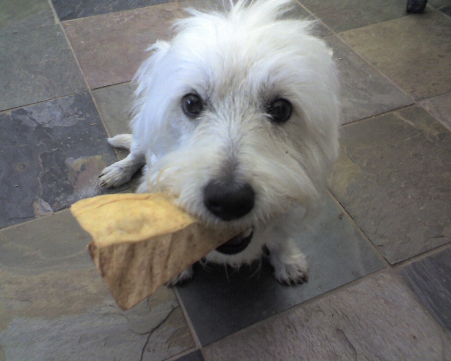 White dog with toy