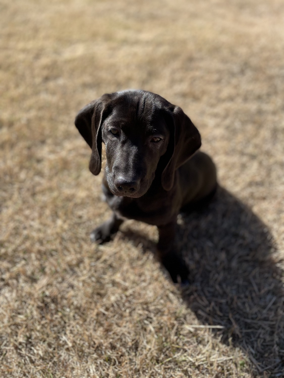 blackdog