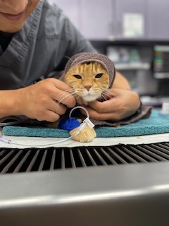 Picture of cat undergoing treatment